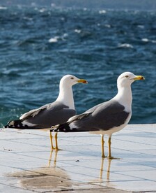 海鸥