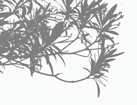  婚纱光影 植物影 