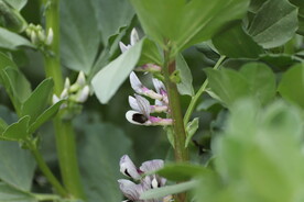 蚕豆花