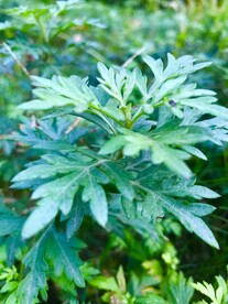 艾草艾蒿艾叶 