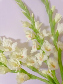 奶油剑兰