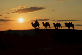 沙漠骆驼高清摄影