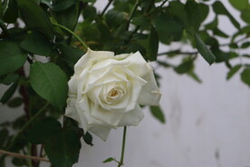白玫瑰  