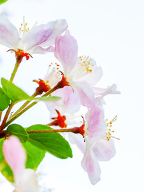 桃花树桃花