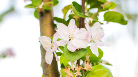 桃花树桃花 