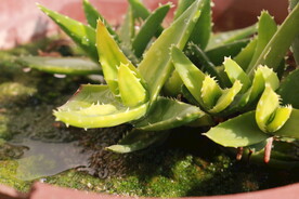 植物摄影