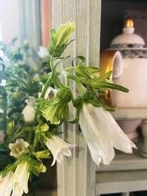 鲜花百合花 