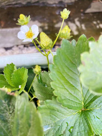 草莓秧草莓花 