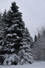 雪景图片