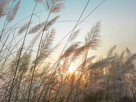 野草