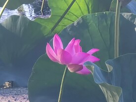 大剧院荷花