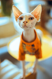 斯芬克斯猫