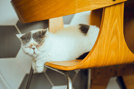 异国短毛猫