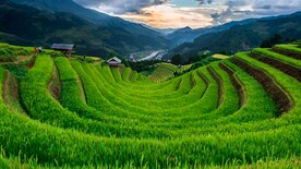 绿色水稻梯田