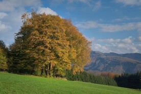 草地树林山峰