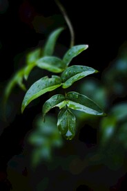 雨后树叶