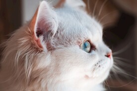 异国短毛猫