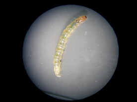 稻纵卷叶螟 幼虫