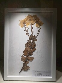 植物标本