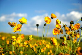 蓝天下的金鸡菊花海