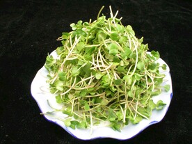 拌萝卜苗
