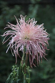 紫色菊花