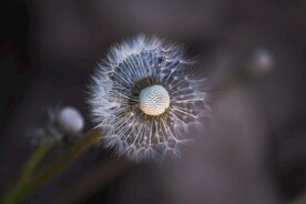 蒲公英