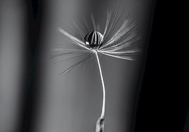 蒲公英