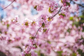 樱花