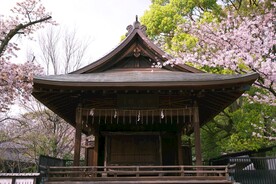 樱花