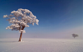 雪地