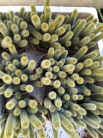 多肉植物仙人球