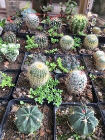 多肉植物仙人球