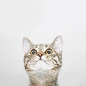 惊讶的猫向上看