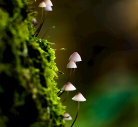 蘑菇