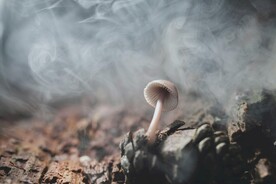蘑菇