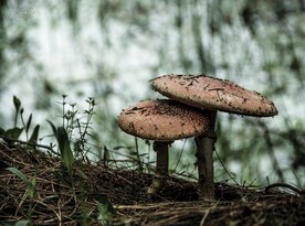 蘑菇