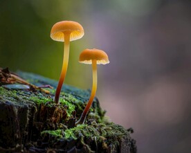 蘑菇