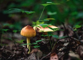 蘑菇
