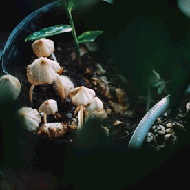 蘑菇