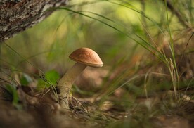 蘑菇