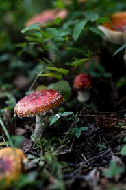 蘑菇