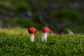 蘑菇
