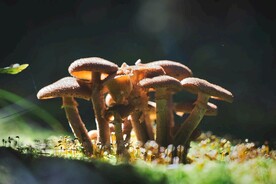 蘑菇