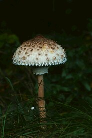 蘑菇