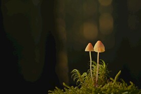 蘑菇