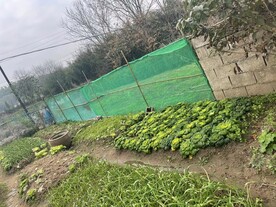 农家菜园
