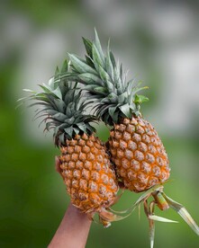 菠萝