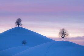 雪山上的树