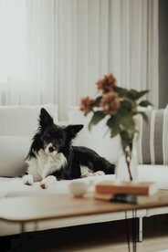 杰克罗素